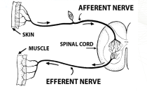 美国纽约化妆品原料展览会 NYSCC与大脑对话的美丽：神经化妆品内部