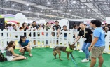 新加坡宠物展览会